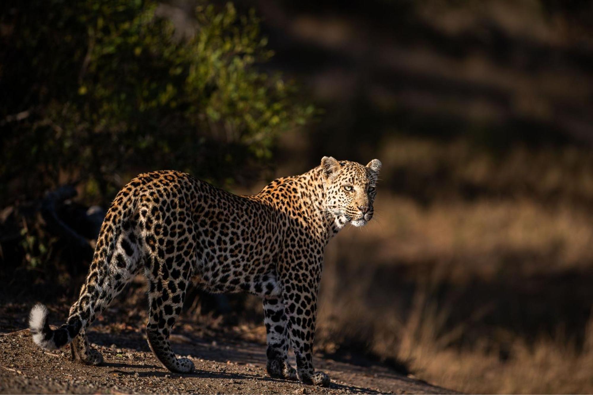 Leopard Sands Kruger Park Skukuza Extérieur photo