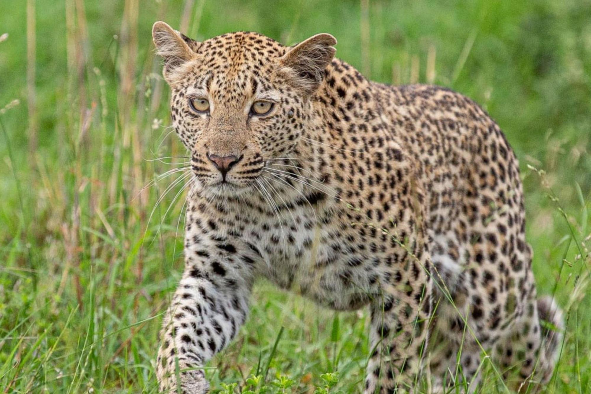 Leopard Sands Kruger Park Skukuza Extérieur photo