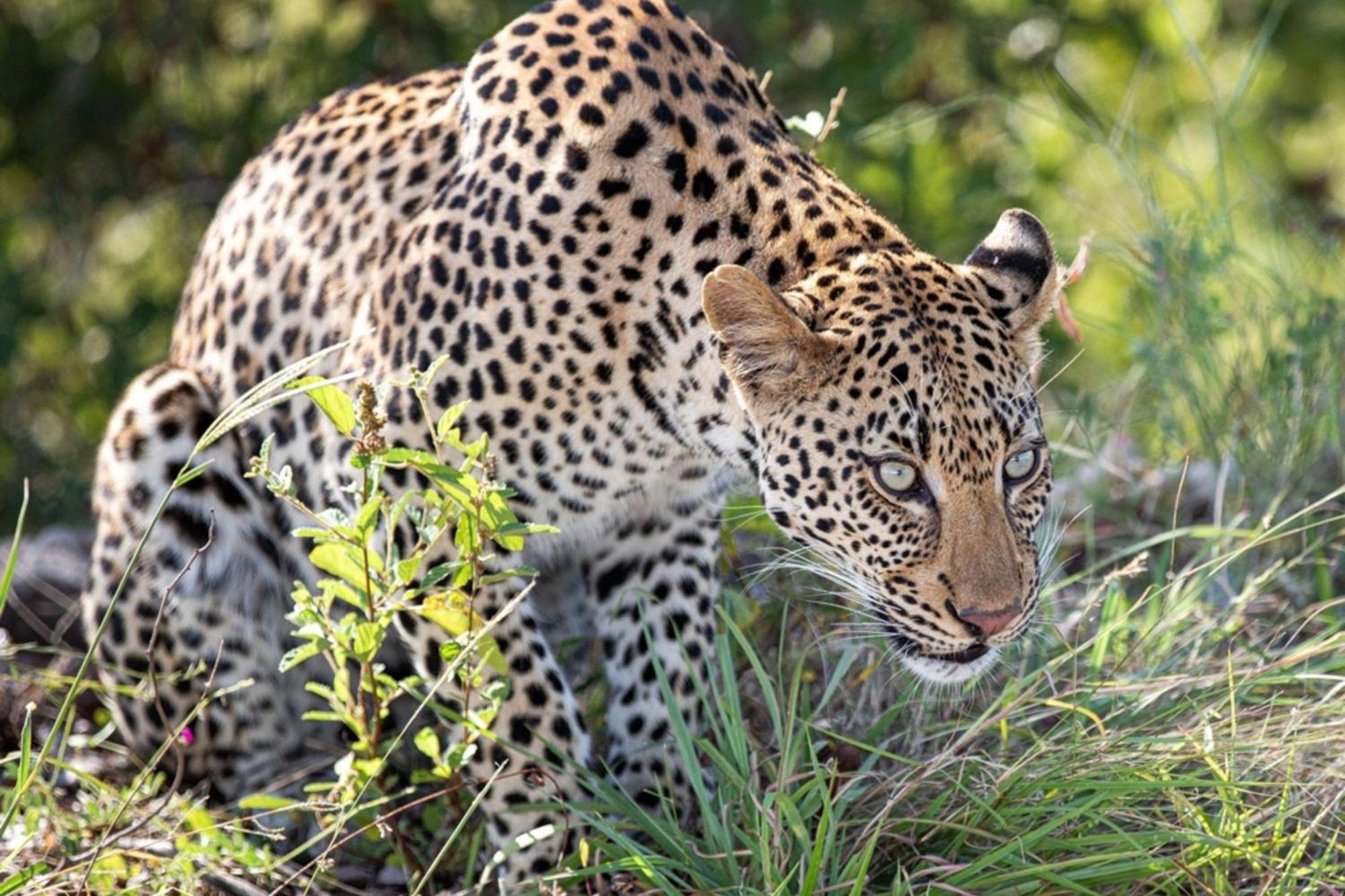 Leopard Sands Kruger Park Skukuza Extérieur photo